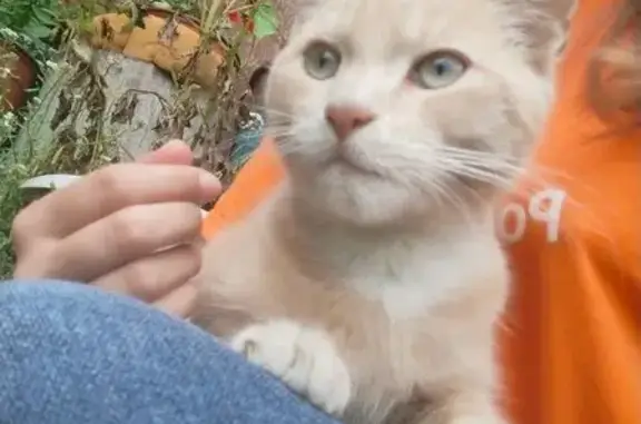 Найдена кошка, Барнаул, фото: Кошка найдена: Кленовая ул. 79, Барнаул
