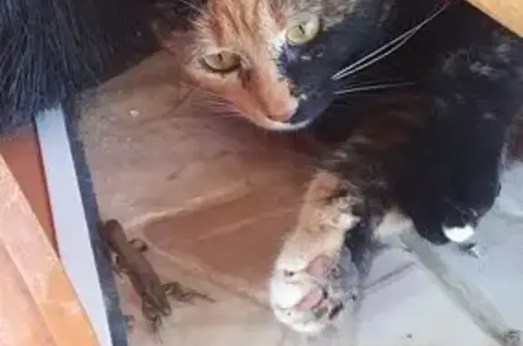 Кошки потеряшки, Анапа, фото: Потеряшка кошка, ул. Ленина 177, Анапа