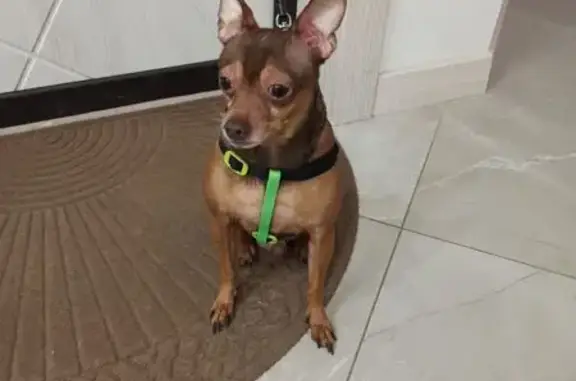 Найдена собака, Тула, фото: Собака найдена: ул. Маргелова, 1, Тула