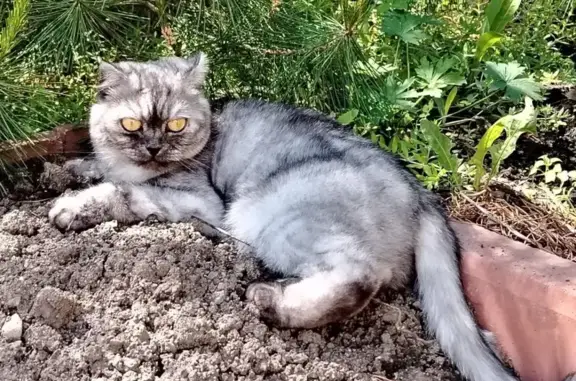 Пропала кошка, Коралловая ул. 6, Трудовое