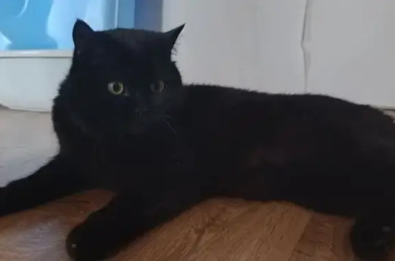 Потерянные животные Абакан, фото: Пропала кошка, ул. Будённого, Абакан