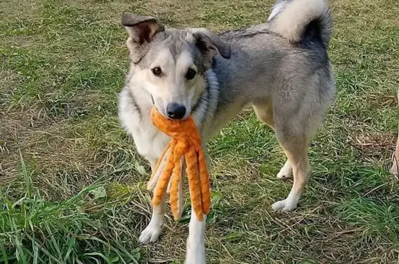 Собаки потеряшки, Пермский край, фото: Потеряшка собака, Пермский край