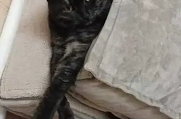 Кошки потеряшки, Чистополь, фото: Потеряшка кошка: ул. Урицкого, 160, Чистополь