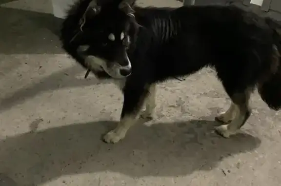 Найдена собака, Нижневартовск, фото: Собака найдена: ул. Мира, 97, Нижневартовск