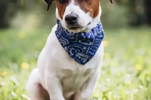 Пропала собака на 2-й Канской, 20, Кемерово