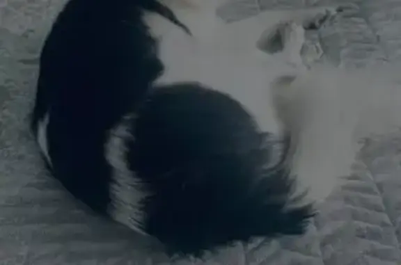 Пропала собака, Хабаровск, Хабаровский край