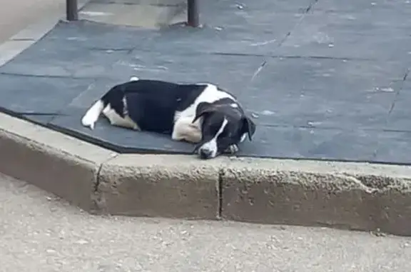 Щенок найден: Апрельская ул., Краснодар