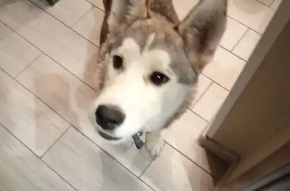 Найдена собака, Нижний Новгород, фото: Собака найдена: Светлогорский пер., НН