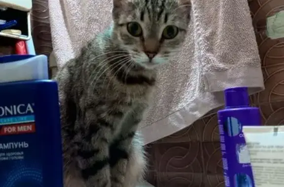 Пропала кошка, Чапаева 79, Нижневартовск