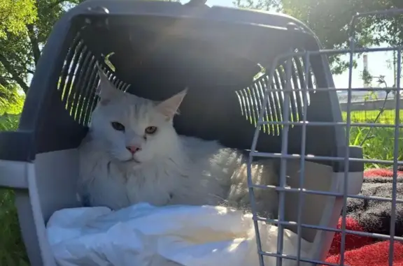 Кошки потеряшки, Санкт-Петербург, фото: Потеряшка кошка, Бассейная ул., 1, СПб