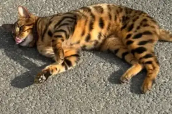 Найдена кошка, Екатеринбург, фото: Бенгал на Новосинарском, Екатеринбург