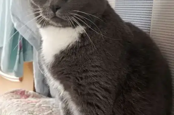 Пропала кошка, Вострецова 7/2, Омск