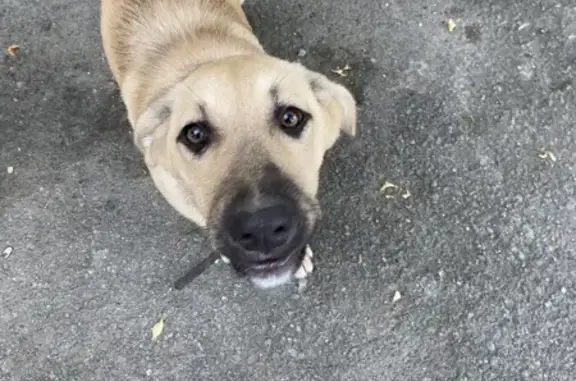 Объявления о пропавших и найденных животных, Асбест, фото: Собака найдена: Ладыженского 15, Асбест
