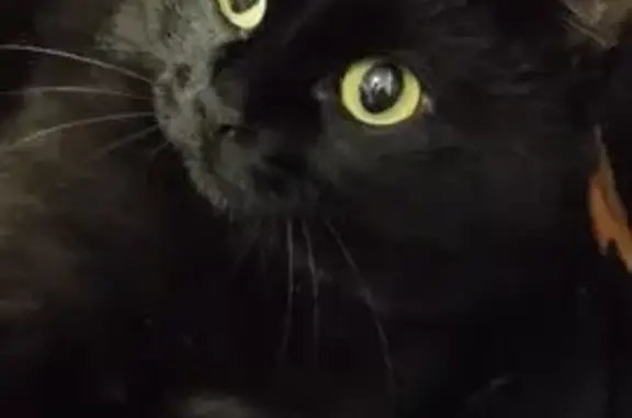 Кошки потеряшки, Горняк, фото: Потеряшка кот, ул. Островского 41, Горняк