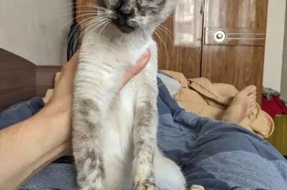 Найдена кошка, Сквер Победы, Тюмень