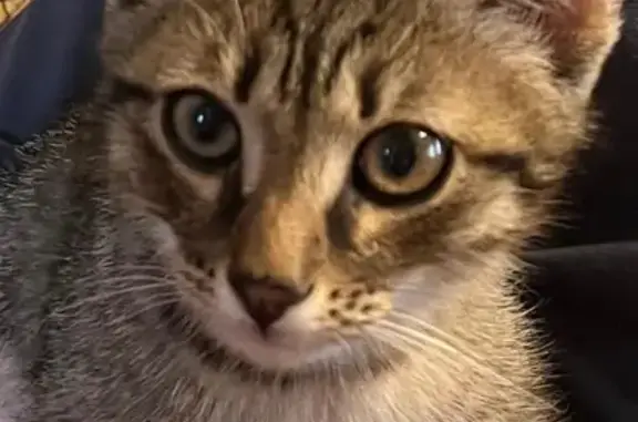 Кошки потеряшки, Уфа, фото: Потеряшка кошка, ул. Мечникова, 70, Уфа