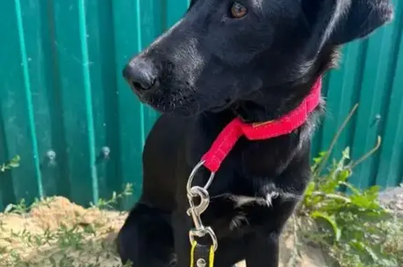 Собаки потеряшки, Екатеринбург, фото: Потеряшка собака на Старых Большевиков, 45