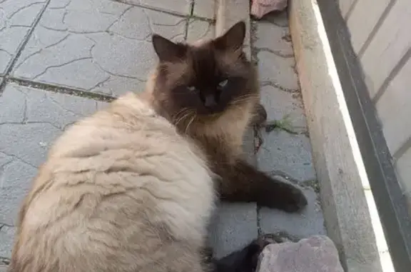 Пропала кошка, Репинский пер., 11, Коломна