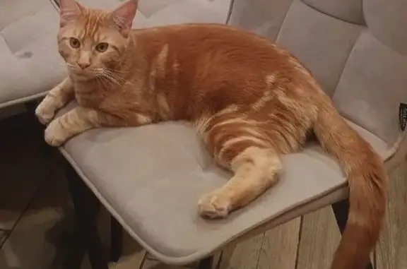 Пропала кошка, Лермонтовская 88, Подолино