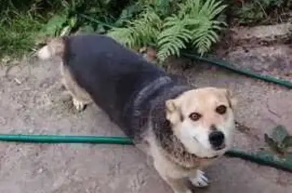 Пропала собака, Авиационная 70, Ставрополь