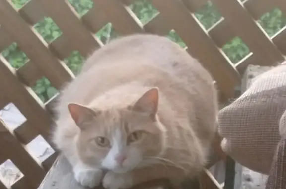 Кошки потеряшки, Курган, фото: Потеряшка кошка, Курган, Курганская обл.