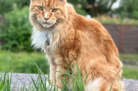 Кошки потеряшки, Воронеж, фото: Потеряшка рыжий кот, ул. Солодовникова, Воронеж