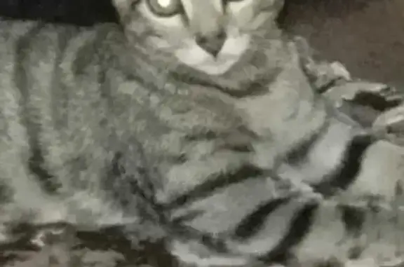 Кошки потеряшки, Осинники, фото: Потеряшка кот, Осинники, ул. Советская, 10