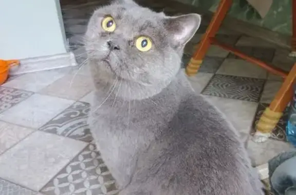 Найденные животные Братск, фото: Кошка найдена: Пихтовая ул, 44, Братск
