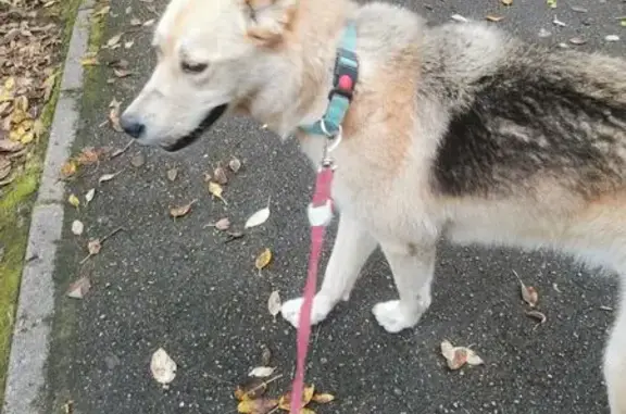 Найдена собака, Сосновый Бор, фото: Сосновый Бор: найдена собака, ул. П. Великого