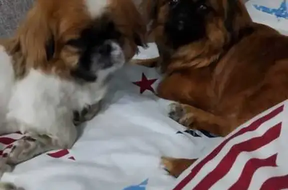 Пропала собака на Курганской улице