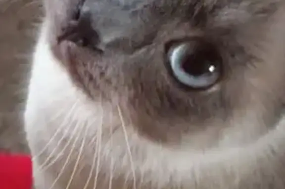 Кошки потеряшки, Новая Усмань, фото: Потеряшка кошка, Советская 321, Новая Усмань