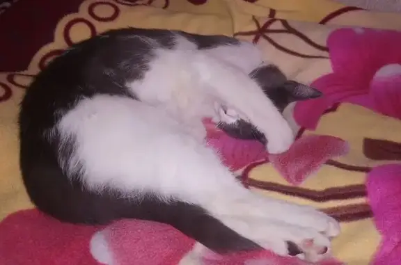 Пропала кошка, СНТ Цветущий сад, Волжский