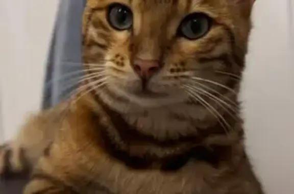 Кошки потеряшки, Михайловск, фото: Потеряшка бенгальская кошка, Линейный 2, Михайловск