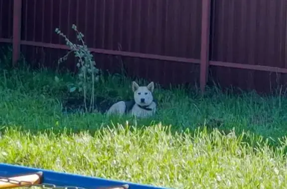Найдена собака, Воскресенск, фото: Светло-серая собака найдена, Воскресенск