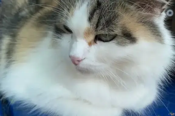 Найдена кошка, , фото: Кошка найдена на ул. Дзержинского, Ижевск