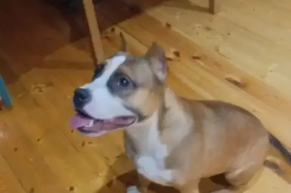 Объявления о пропавших и найденных животных, Слободской, фото: Бойцовская собака найдена, Советская 128