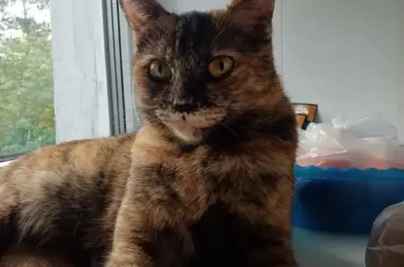 Кошки потеряшки, , фото: Потеряшка кошка, Кондомская ул., Малиновка