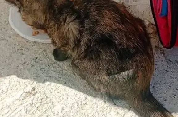 Кошка найдена в Голубой бухте, Геленджик