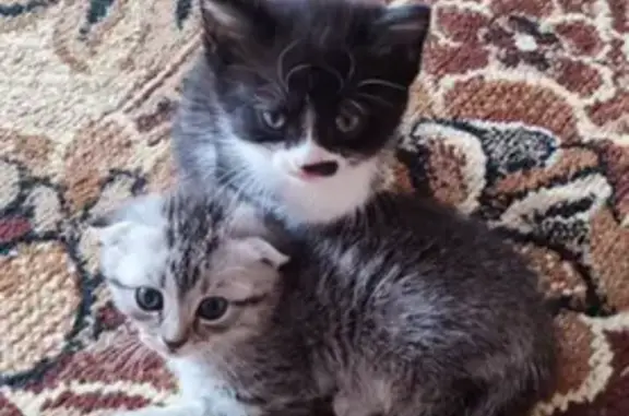 Кошки потеряшки, Ермолаево, фото: Потеряшка кошка, Заводская 43, Ермолаево