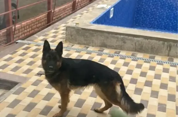 Собаки потеряшки, Волгоград, фото: Потеряшка собака, 18-я В линия, Волгоград