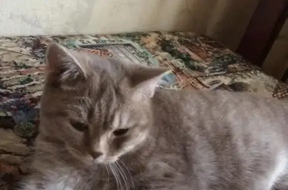 Кошки потеряшки, Баклаши, фото: Потеряшка серая кошка, Вятская ул., Баклаши