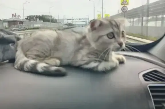 Пропала кошка, Кооперативная ул. 6, Ермолаево