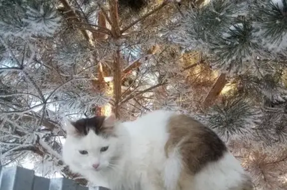 Пропала кошка у завода Балтика, Р-229