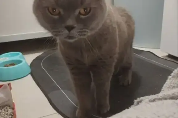 Найдена кошка в Люберцах, МО
