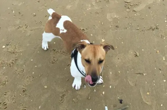 Собаки потеряшки, Анапа, фото: Потеряшка собака, Пионерский пр., 102В, Анапа