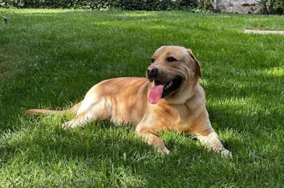 Собаки потеряшки, Свердловская область, фото: Потеряшка собака в Екатеринбурге