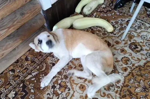 Найденные животные Верхняя Салда, фото: Собака найдена на ул. Энгельса, 81/4