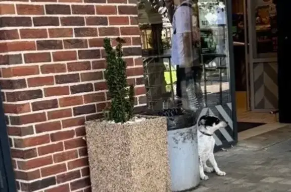 Собака найдена: ул. Фадеева, 236, Краснодар