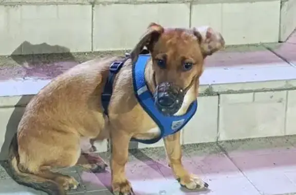 Собака у Вайлдберис, Невского 60, Петрозаводск