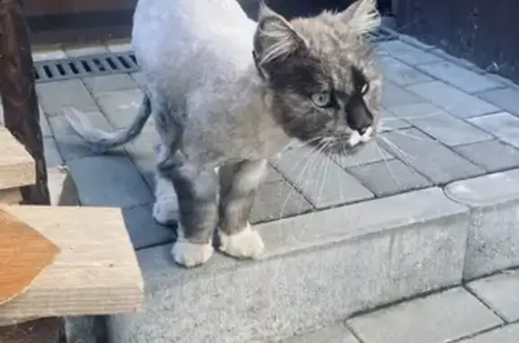 Кошка найдена на ул. Биккинеева, 5